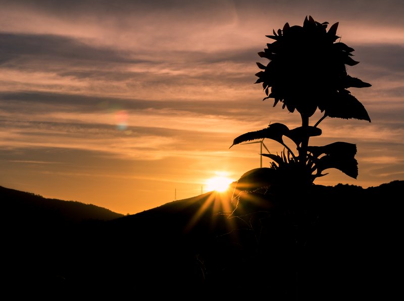 A sunflower silhouetted against a cloudy sunset sky, the sun bursting over a dark hill.