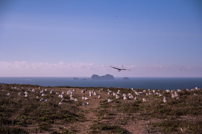 A gull flies over a grassy clifftop crowded with resting gulls, small rocky islands in a blue sea behind.