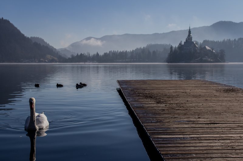 A swan and ducks on a still mountain lake beside a wooden jetty, an island church in the misty distance.