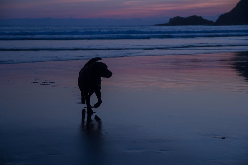 A dog silhouetted on wet sand, its reflection beneath it, with waves and a rocky island in the blue dusk.